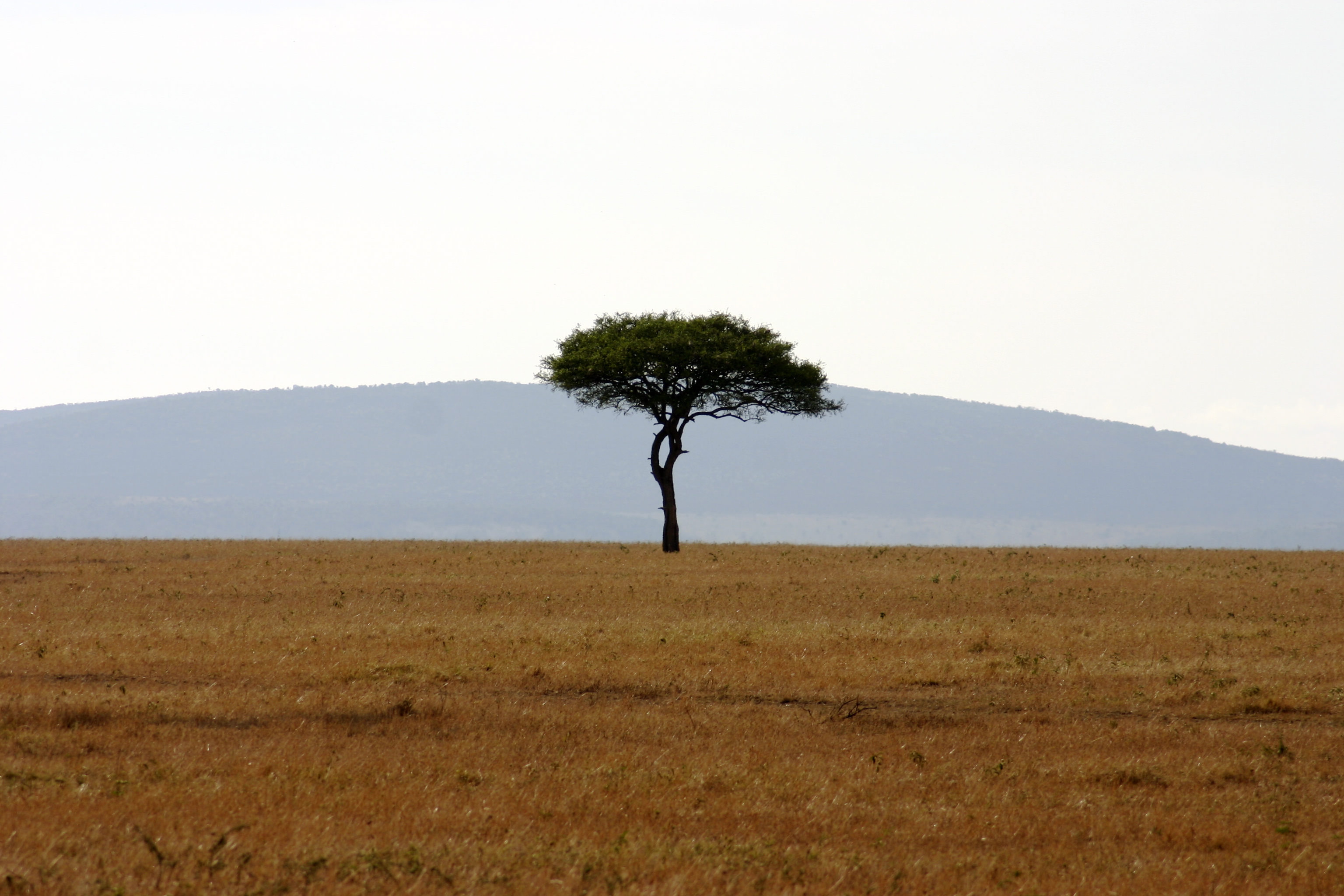 Africa Grasslands 97