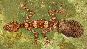 The Cape Melville leaf-tailed gecko (Saltuarius eximius). Image credit: Conrad Hoskin.