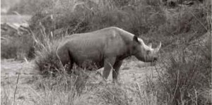 Image via http://blogs.scientificamerican.com/extinction-countdown/2013/11/13/western-black-rhino-extinct/. A western black rhino photographed by M. Brunel in 1977 in Bouba Ndjida National Park, Cameroon, from Pachyderm: The Journal of the African Elephant, African Rhino and Asian Rhino Specialist Groups. Used under Creative Commons license.